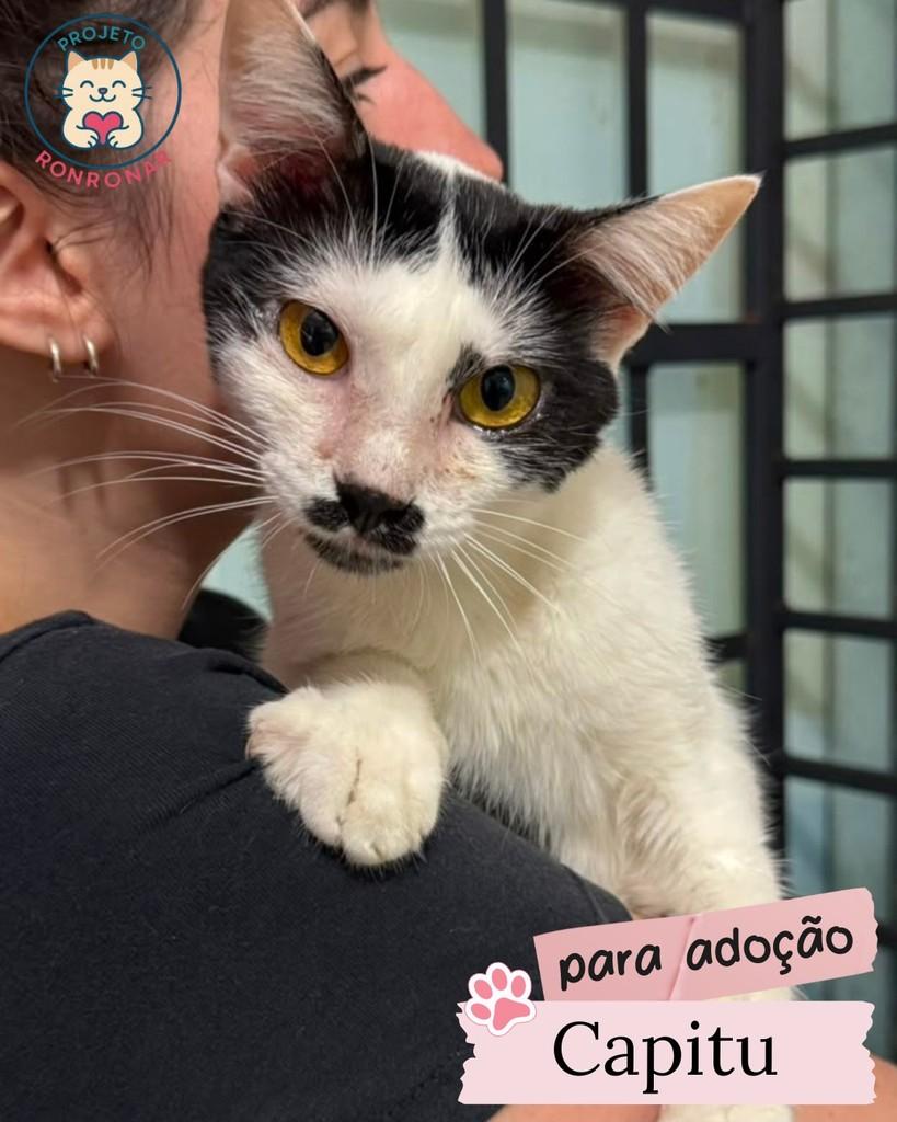 Capitu, gato de porte pequeno para adoção em Maringá - PR