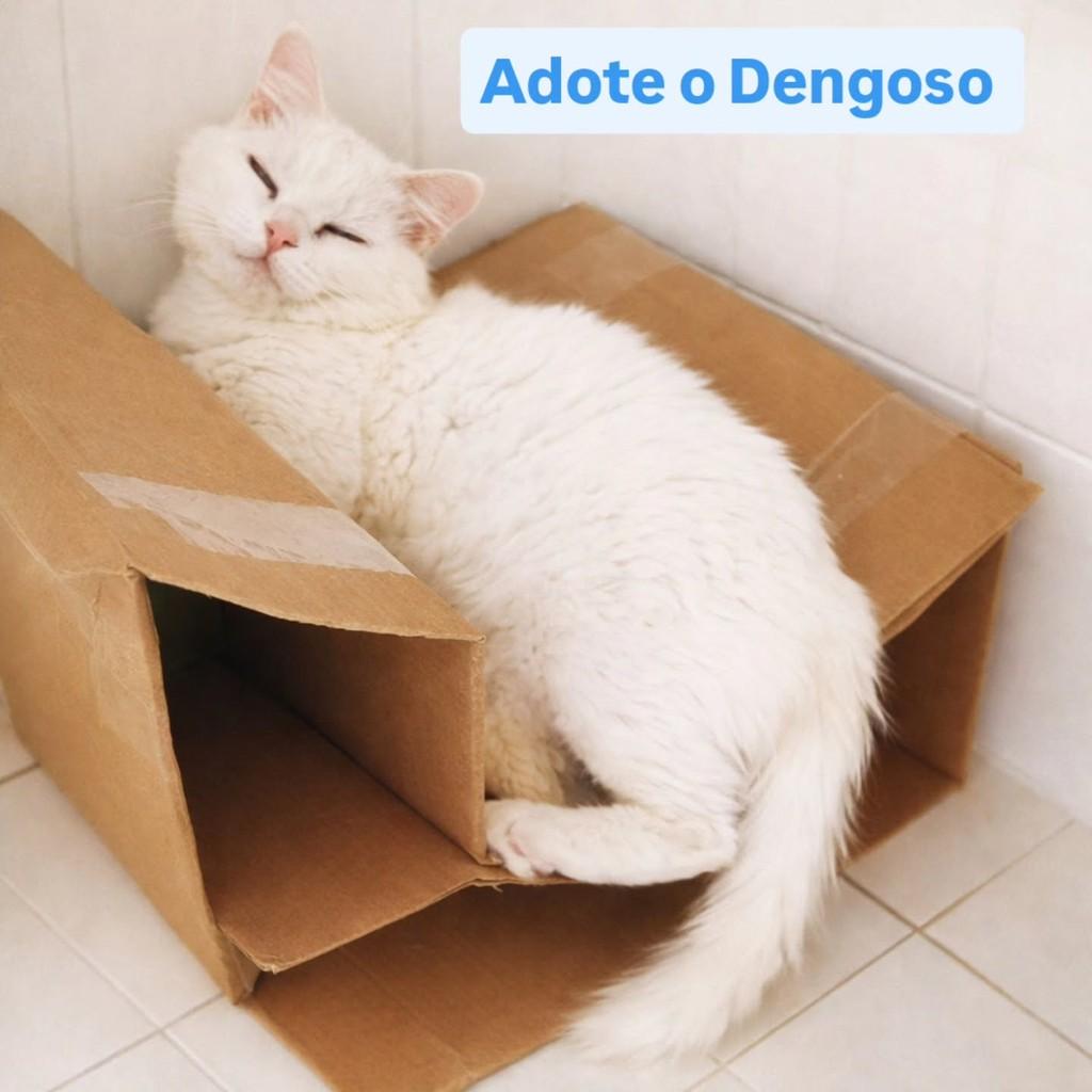 Dengoso, gato de porte médio para adoção em Anápolis - GO
