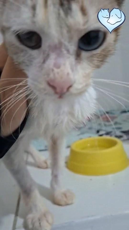 Sky, gata para adoção em Anápolis - GO