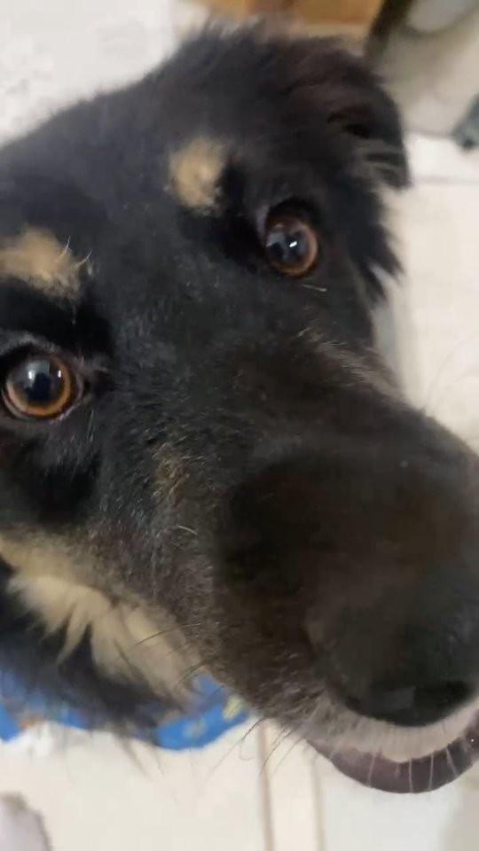 Banguela, cachorro de porte médio para adoção em Anápolis - GO