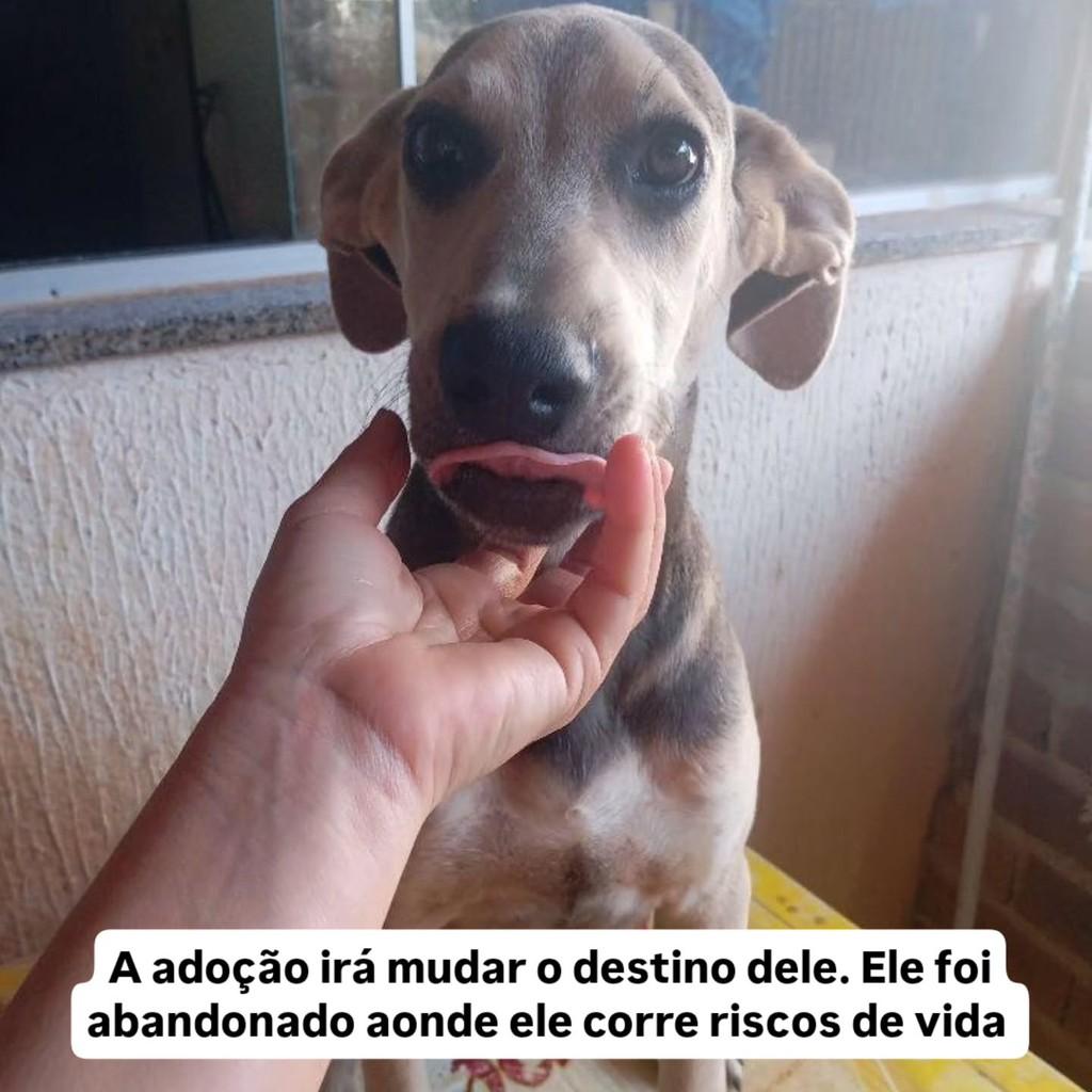 Lucky, cachorro de porte pequeno para adoção em Anápolis - GO