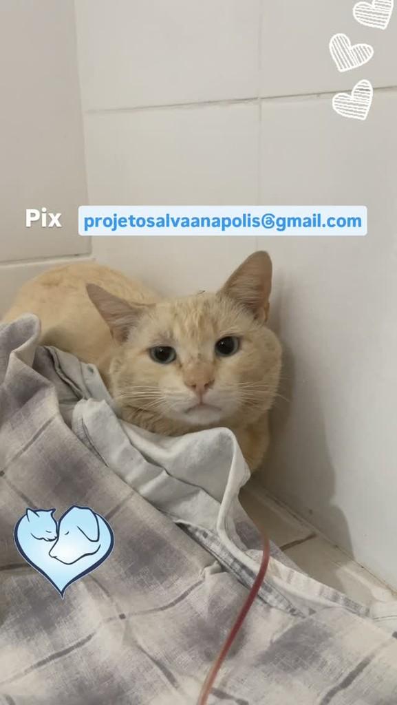 Açaí, gato de porte médio para adoção em Anápolis - GO