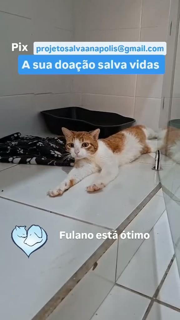 Fulano, gato de porte pequeno para adoção em Anápolis - GO
