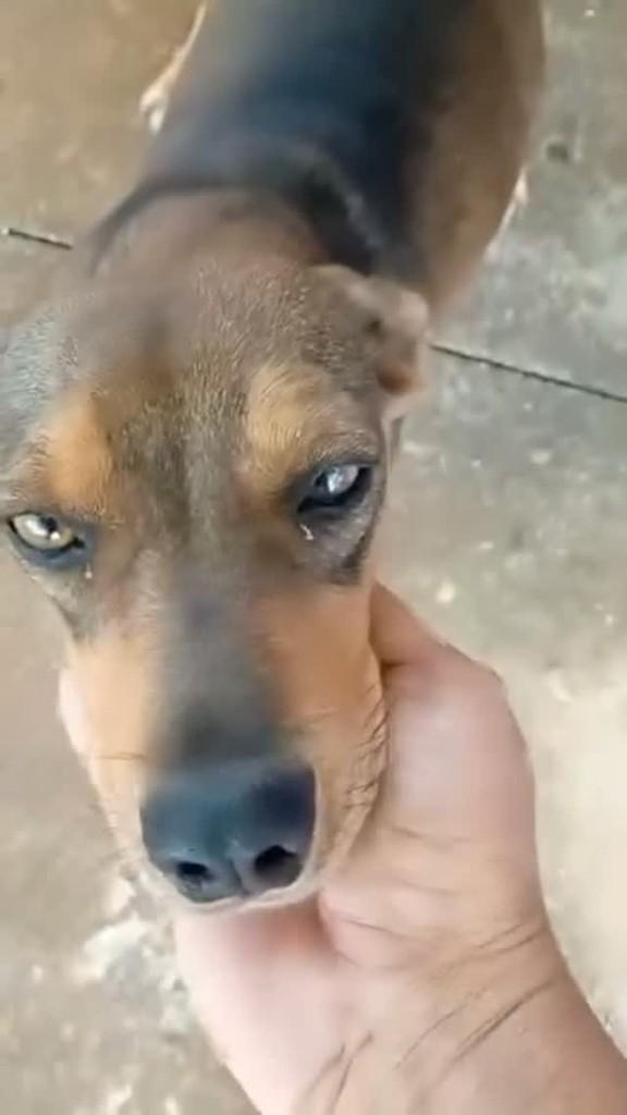 Nutella, cadela de porte pequeno para adoção em Anápolis - GO