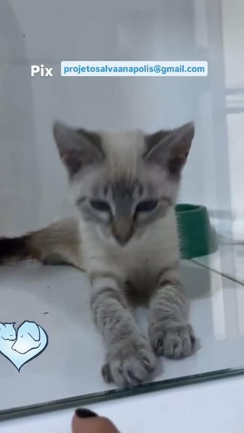 Dodói, gato de porte pequeno para adoção em Anápolis - GO