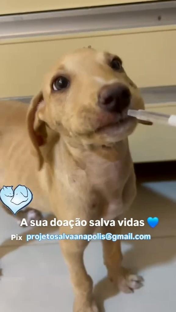 Aurora, cadela de porte pequeno para adoção em Anápolis - GO