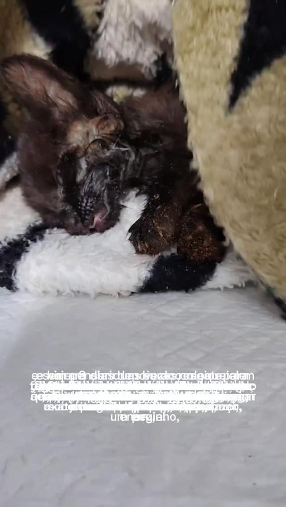Lázaro Tubinho, gato de porte pequeno para adoção em Londrina - PR