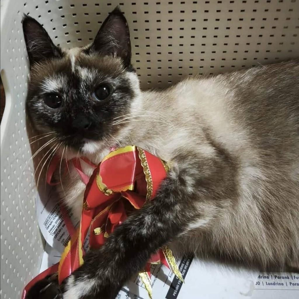 Linda, gata de porte pequeno para adoção em Londrina - PR