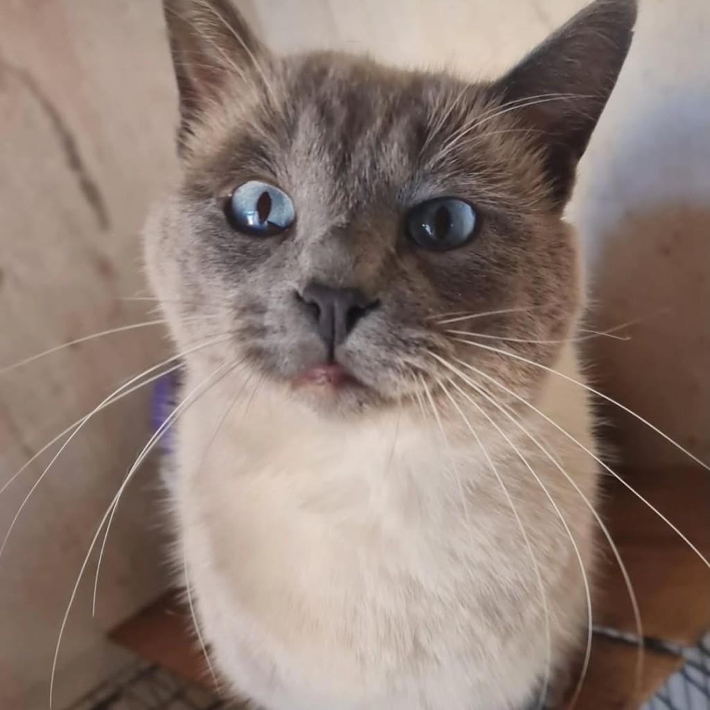 Blue, gato de porte grande para adoção em Londrina - PR