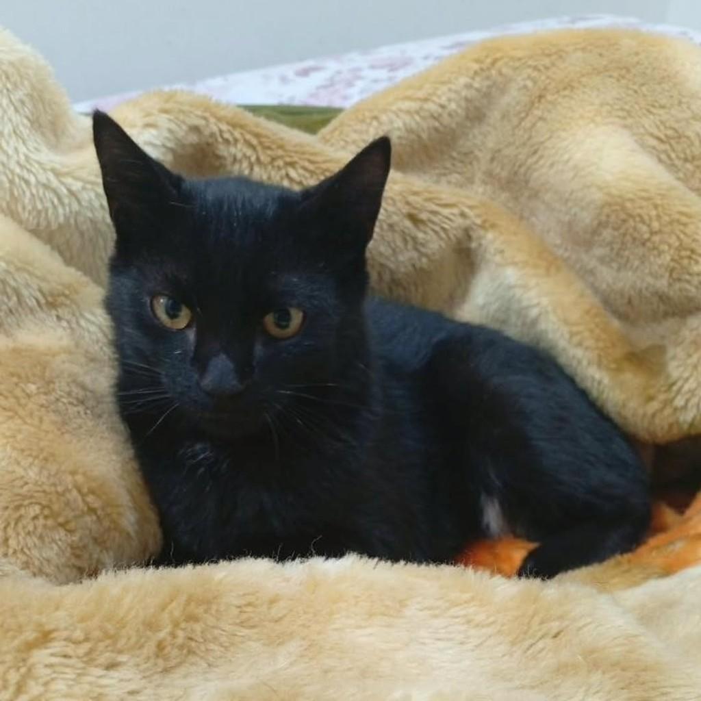 Oliver, gato de porte pequeno para adoção em Londrina - PR