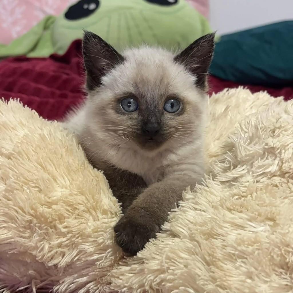 Aslan, gato de porte pequeno para adoção em Londrina - PR