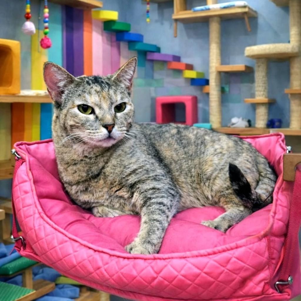 Ela, gata de porte médio para adoção em Londrina - PR