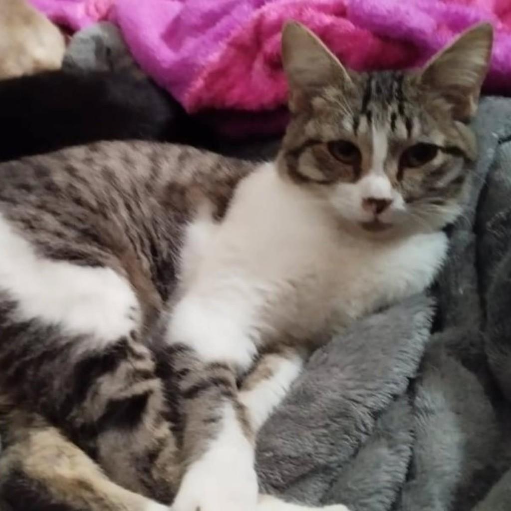 Filhotinha, gata de porte pequeno para adoção em Londrina - PR