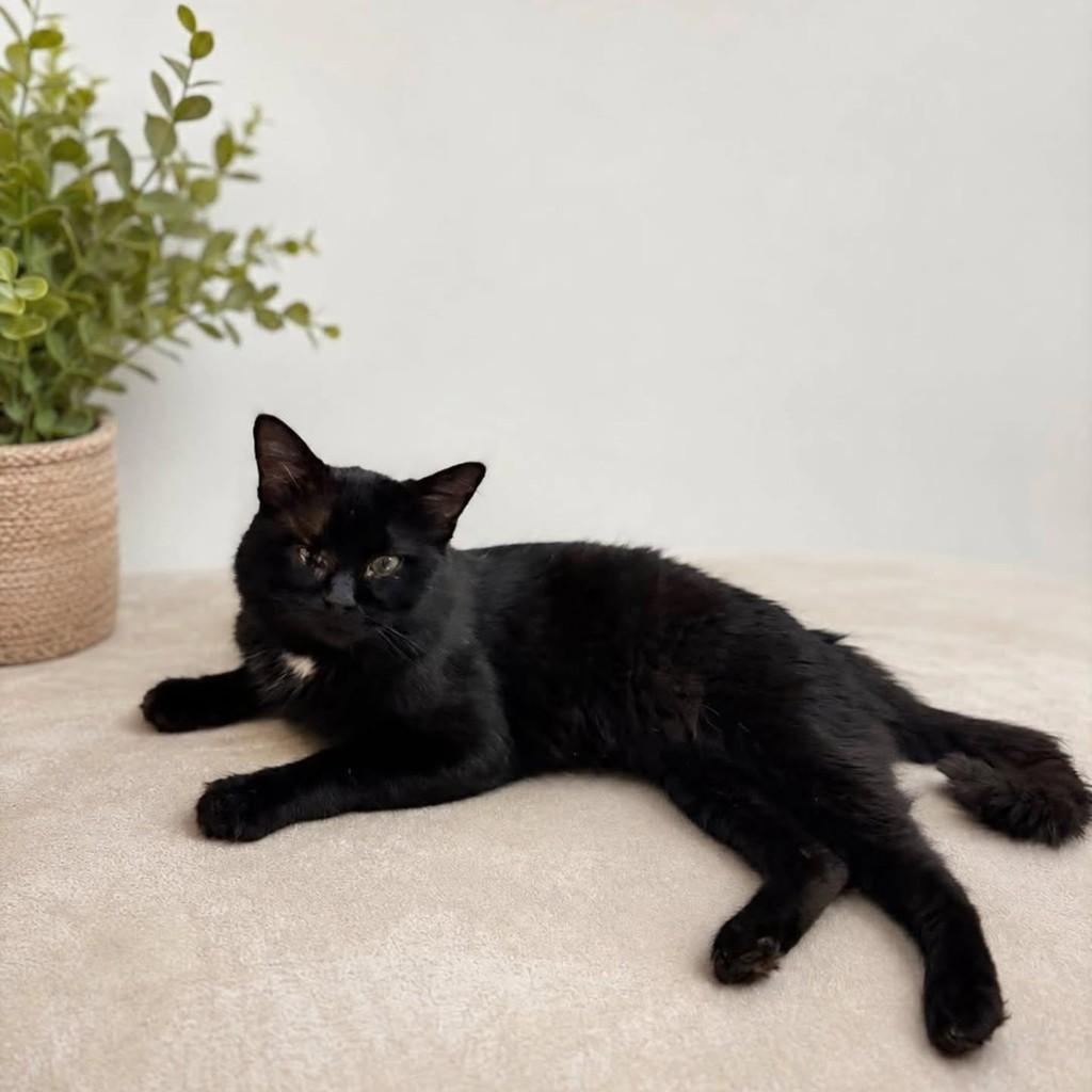 Pirata, gato de porte médio para adoção em Londrina - PR
