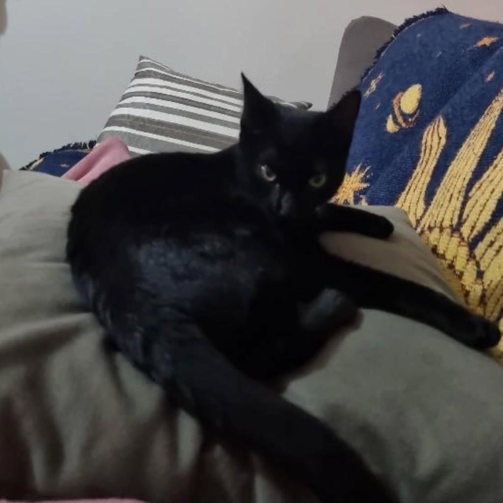 Pantera, gata de porte pequeno para adoção em Londrina - PR