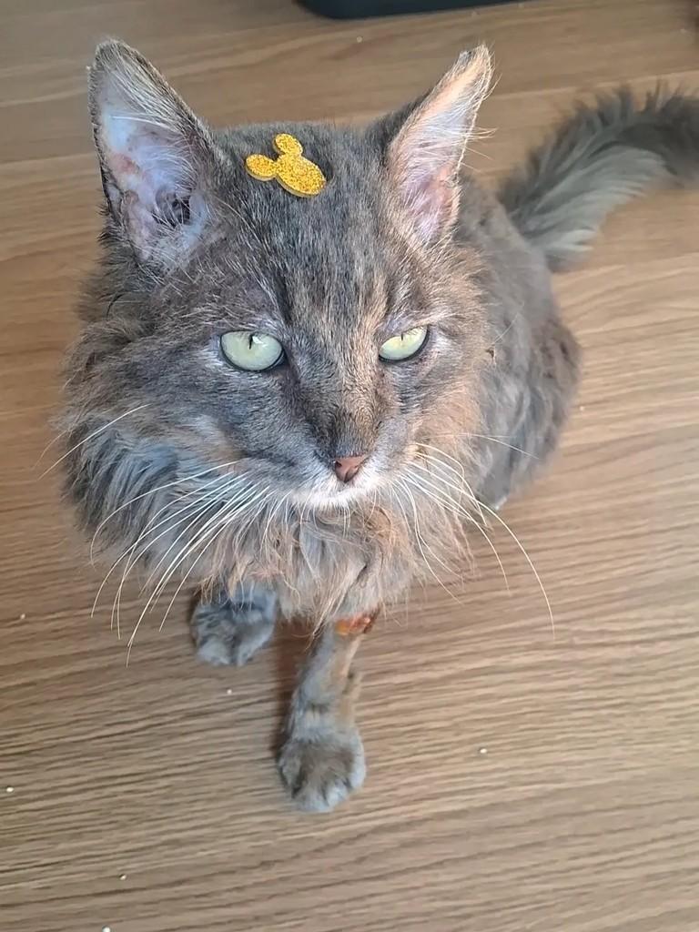 Fênix, gato de porte médio para adoção em Londrina - PR