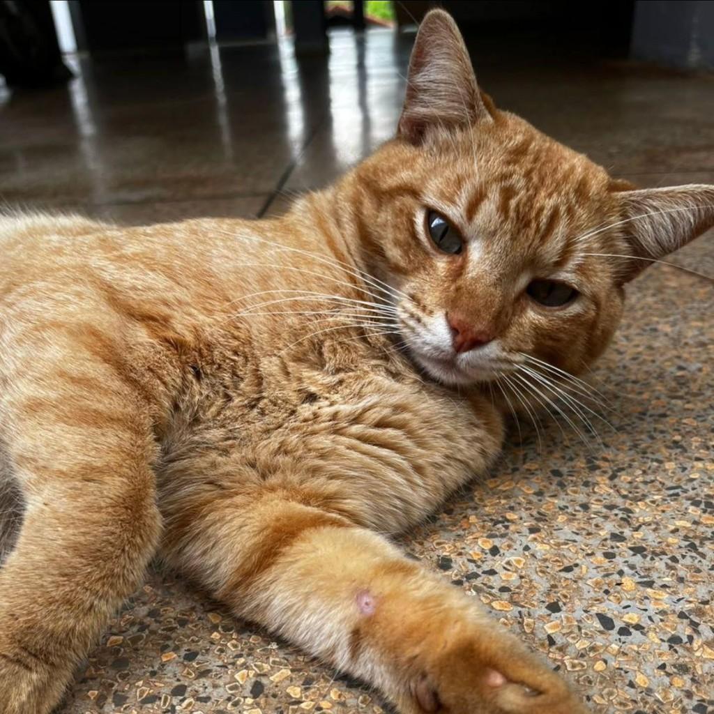 Amarelo, gato de porte médio para adoção em Londrina - PR