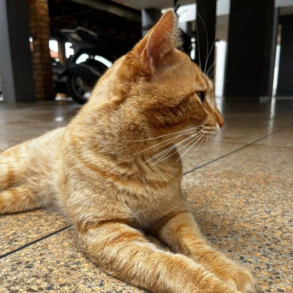 Amarelo, gato de porte médio para adoção em Londrina - PR — foto 2 de 5