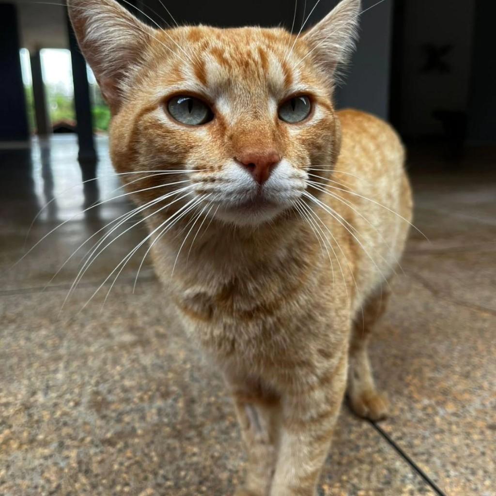 Amarelo, gato de porte médio para adoção em Londrina - PR — foto 3 de 5