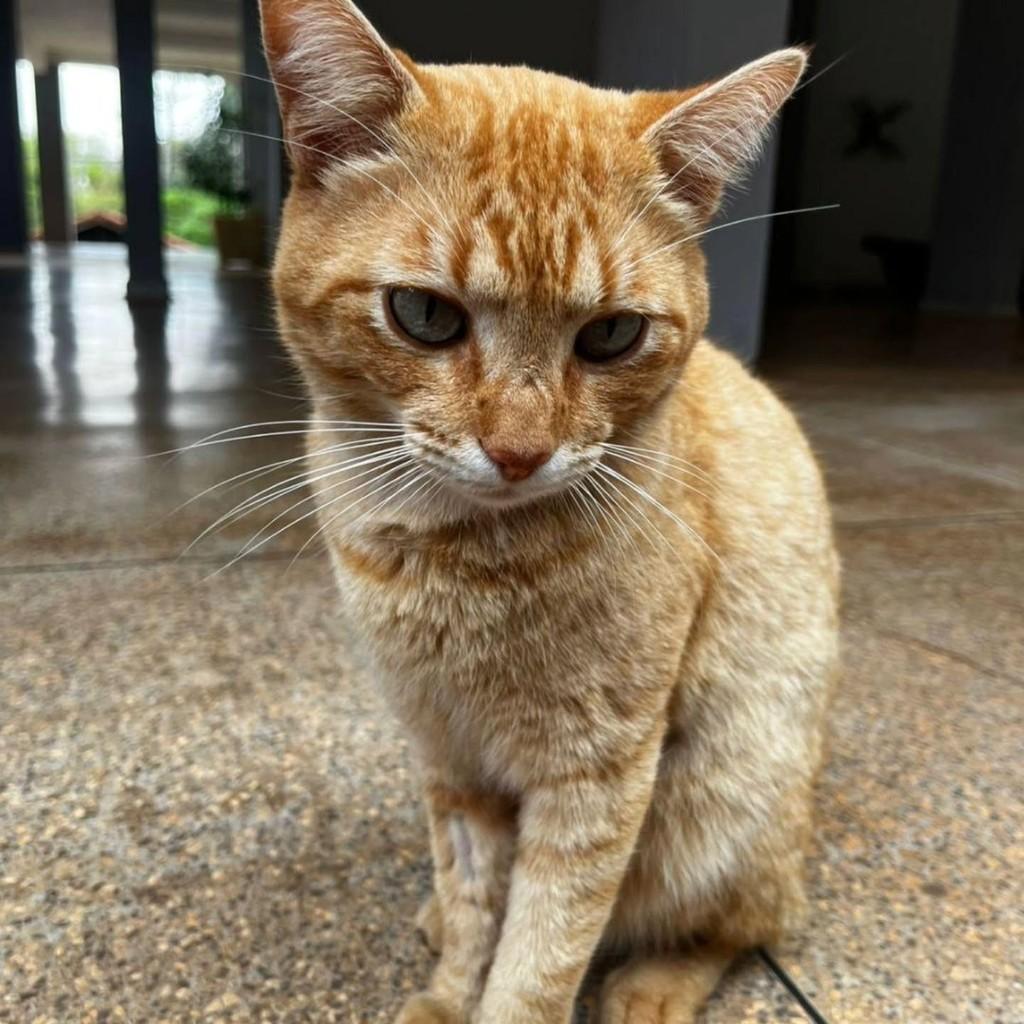 Amarelo, gato de porte médio para adoção em Londrina - PR — foto 4 de 5