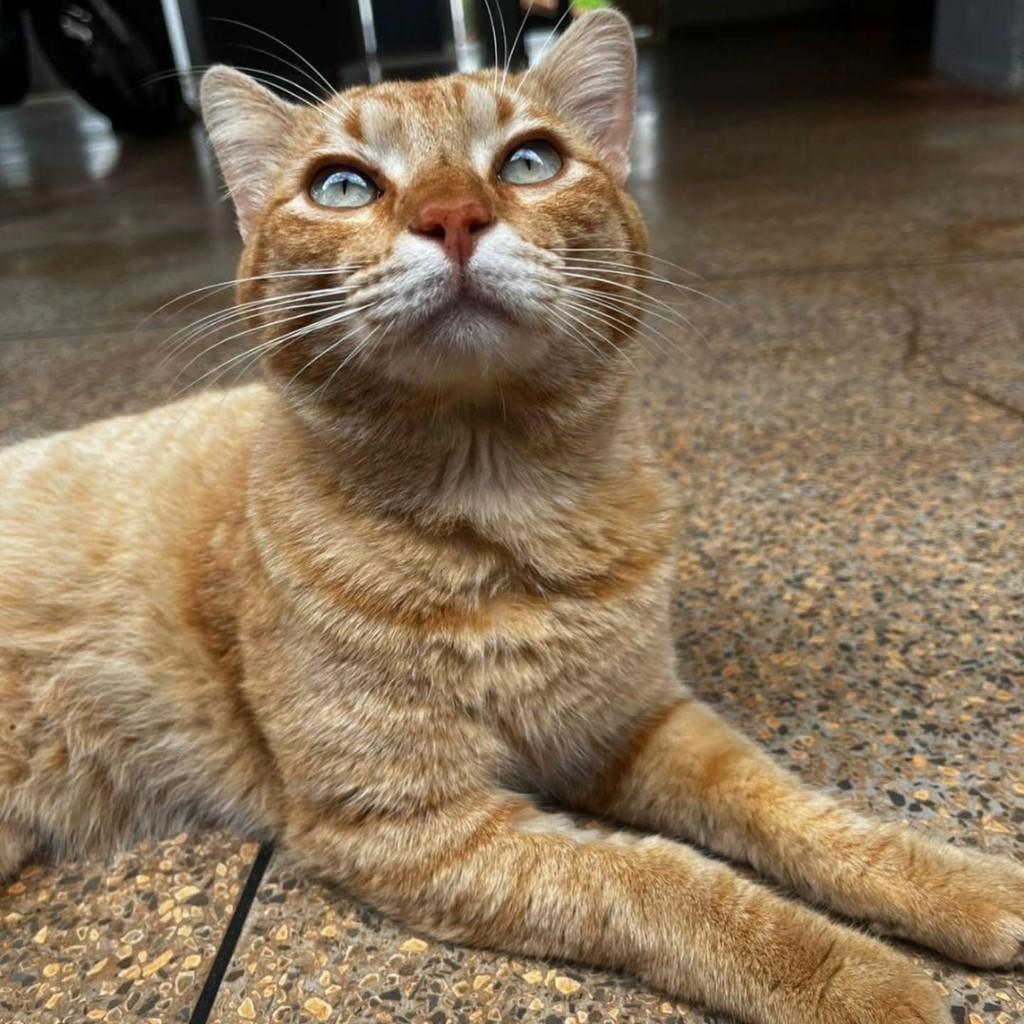 Amarelo, gato de porte médio para adoção em Londrina - PR — foto 5 de 5