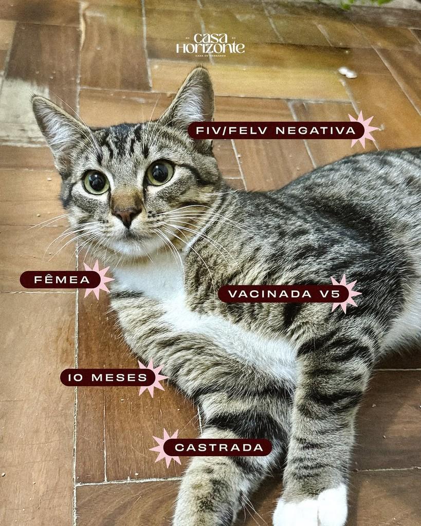 Lis, gata de porte pequeno para adoção em Londrina - PR