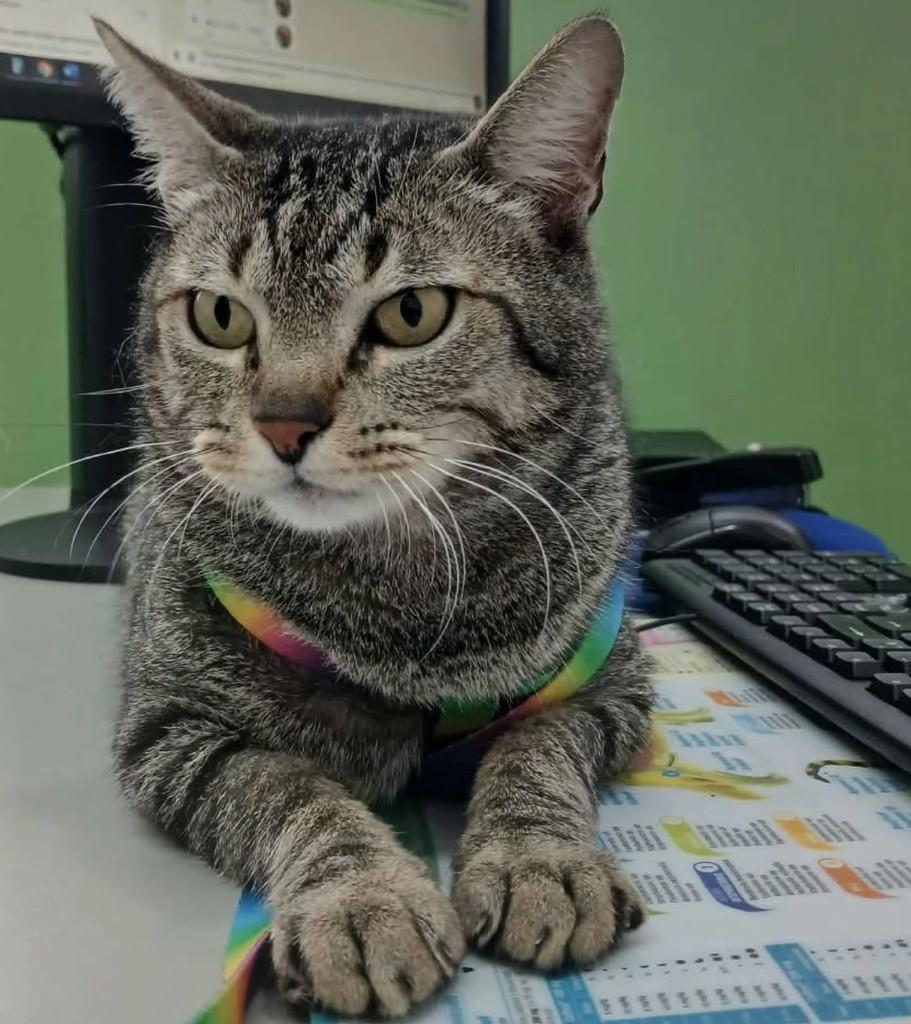 Tony, gato de porte médio para adoção em Londrina - PR