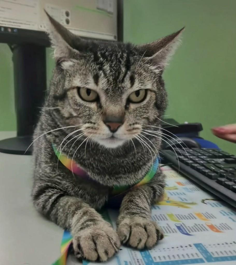 Tony, gato de porte médio para adoção em Londrina - PR — foto 2 de 2