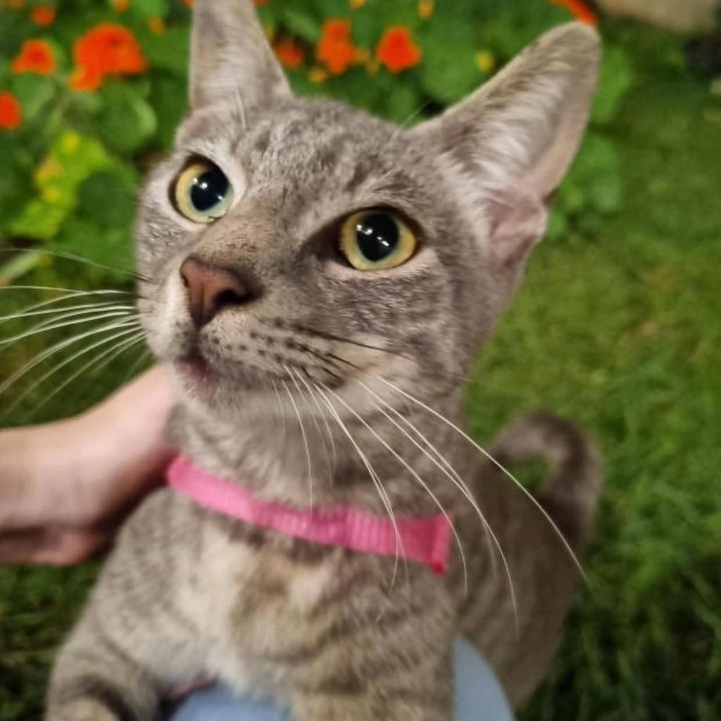 Cinzinha, gata de porte pequeno para adoção em Londrina - PR