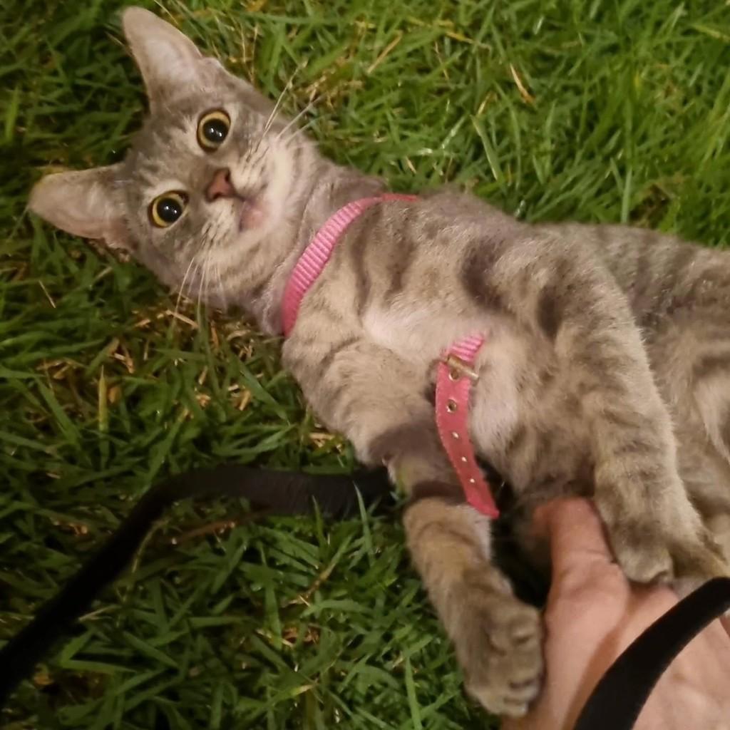 Cinzinha, gata de porte pequeno para adoção em Londrina - PR — foto 2 de 3
