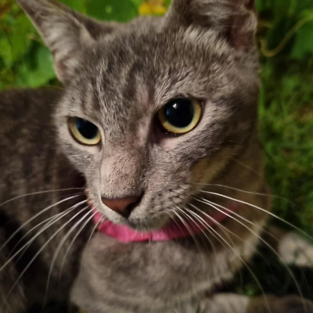 Cinzinha, gata de porte pequeno para adoção em Londrina - PR — foto 3 de 3