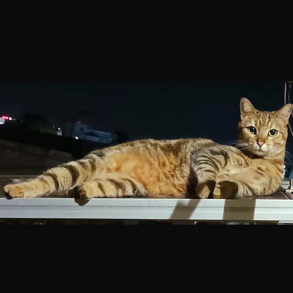 Diana, gata de porte médio para adoção em Londrina - PR