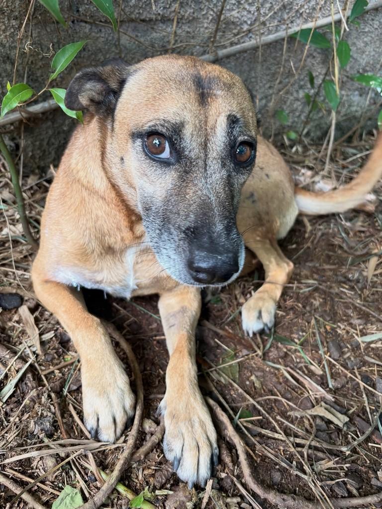 Nala, cadela de porte médio para adoção em Passo Fundo - RS