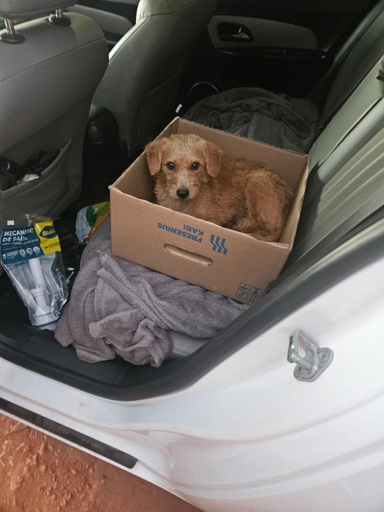 Chico, cachorro de porte pequeno para adoção em Passo Fundo - RS