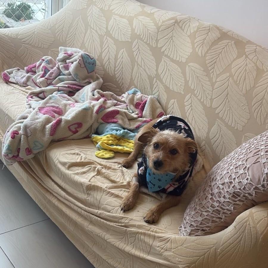 Nico, cachorro de porte pequeno para adoção em Passo Fundo - RS