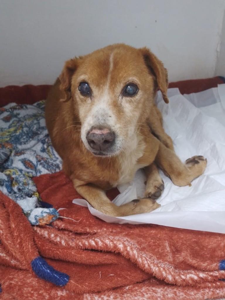 Batista, cachorro de porte pequeno para adoção em Passo Fundo - RS