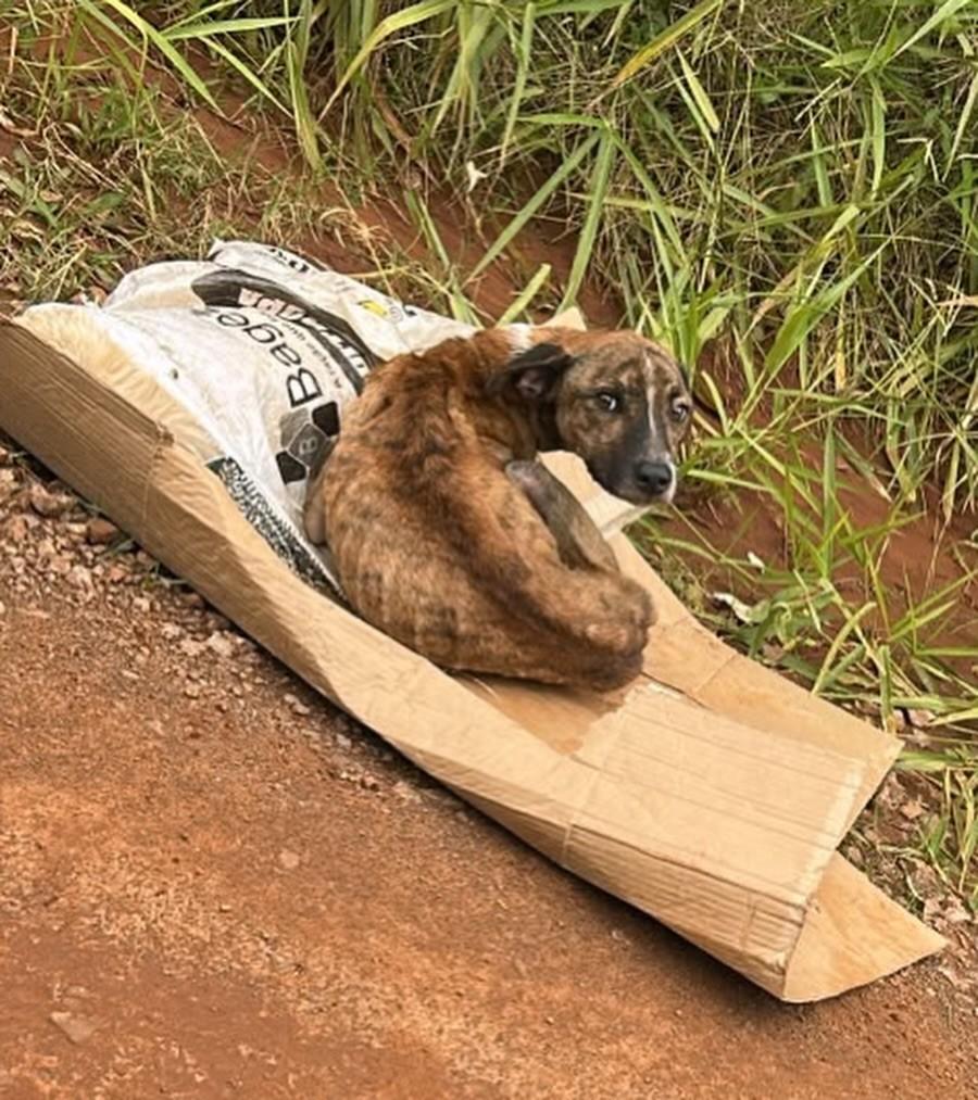 Leal, cachorro de porte pequeno para adoção em Passo Fundo - RS