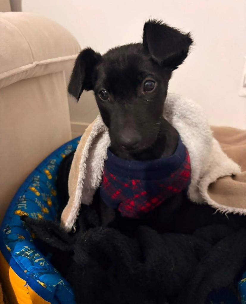Feijão, cachorro de porte pequeno para adoção em Passo Fundo - RS
