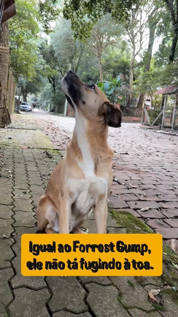 Caramelo, cachorro de porte médio para adoção em Passo Fundo - RS