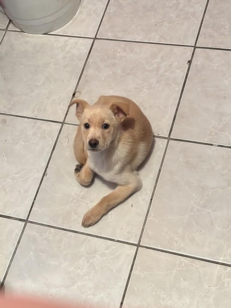 Fredinho, cachorro de porte pequeno para adoção em Passo Fundo - RS