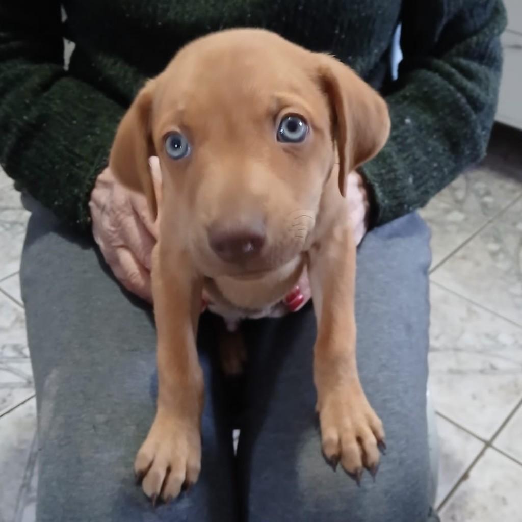Blu, cachorro de porte médio para adoção em Passo Fundo - RS