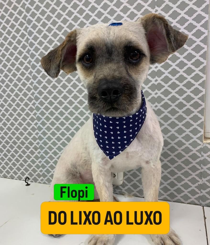 Flopi, cachorro de porte médio para adoção em Passo Fundo - RS