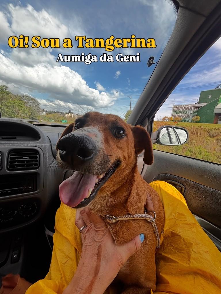 Tangerina, cadela de porte médio para adoção em Passo Fundo - RS