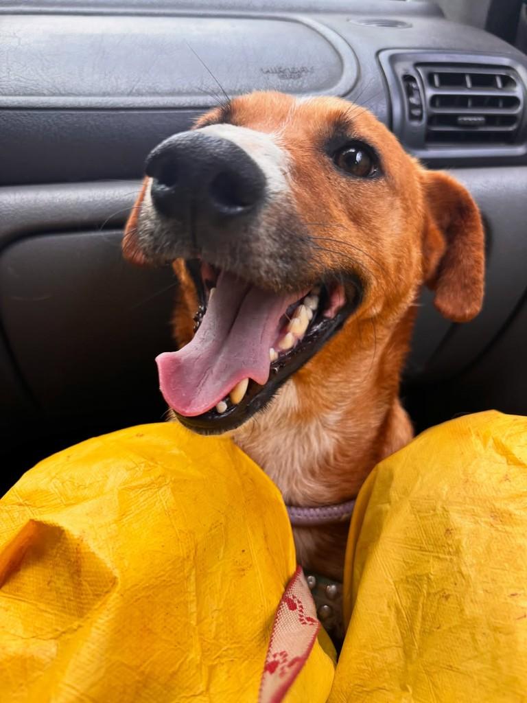 Tangerina, cadela de porte médio para adoção em Passo Fundo - RS — foto 4 de 8