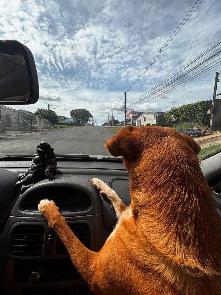 Tangerina, cadela de porte médio para adoção em Passo Fundo - RS — foto 5 de 8