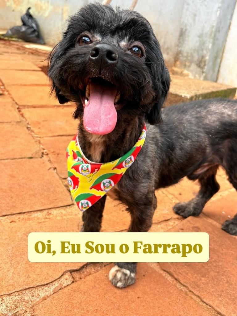 Farrapo, cachorro de porte pequeno para adoção em Passo Fundo - RS