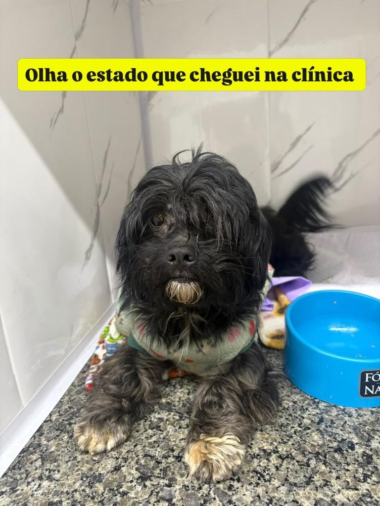 Farrapo, cachorro de porte pequeno para adoção em Passo Fundo - RS — foto 2 de 4