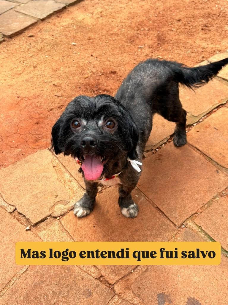 Farrapo, cachorro de porte pequeno para adoção em Passo Fundo - RS — foto 3 de 4