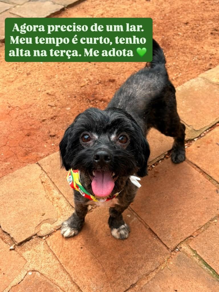 Farrapo, cachorro de porte pequeno para adoção em Passo Fundo - RS — foto 4 de 4