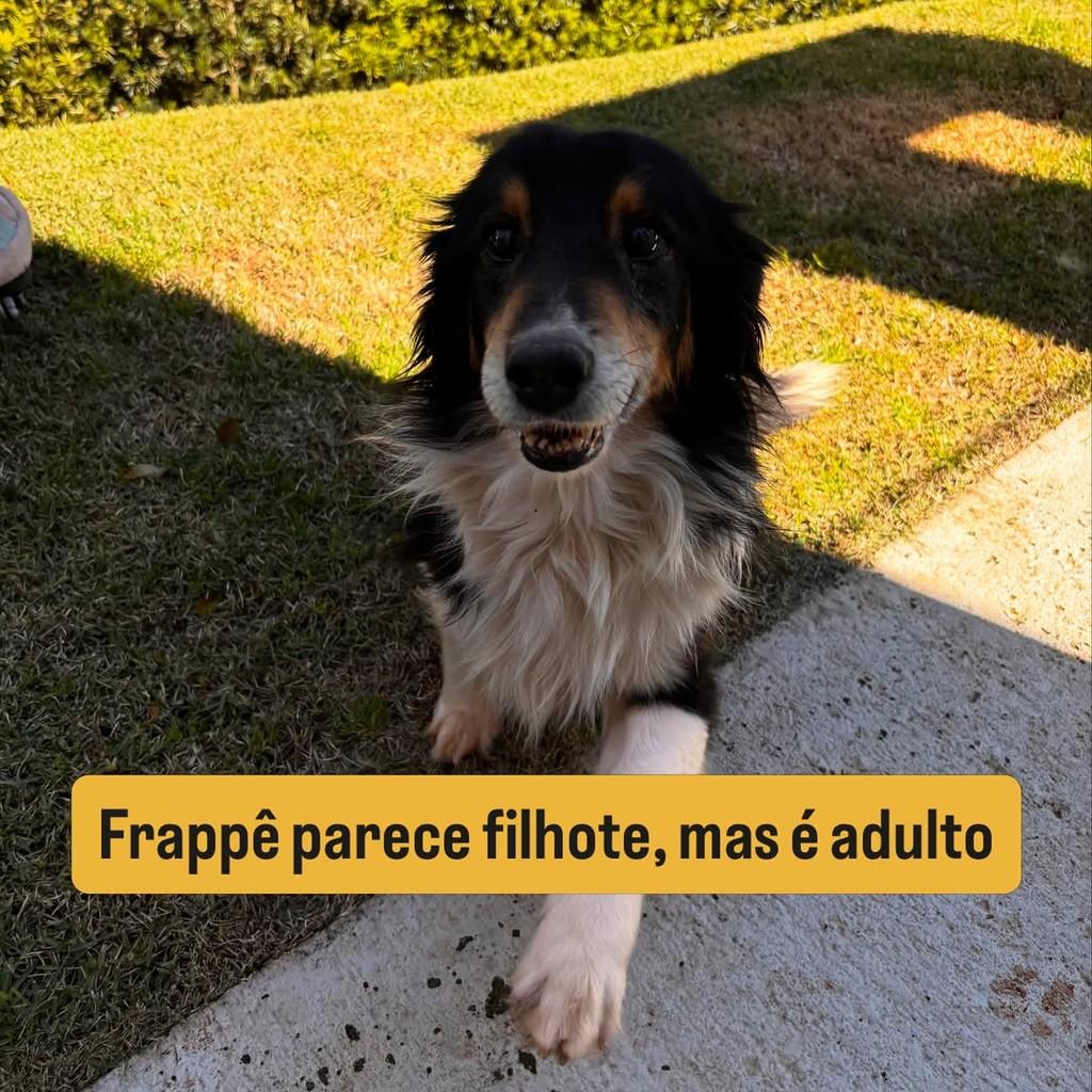 Frappê, cachorro de porte pequeno para adoção em Passo Fundo - RS